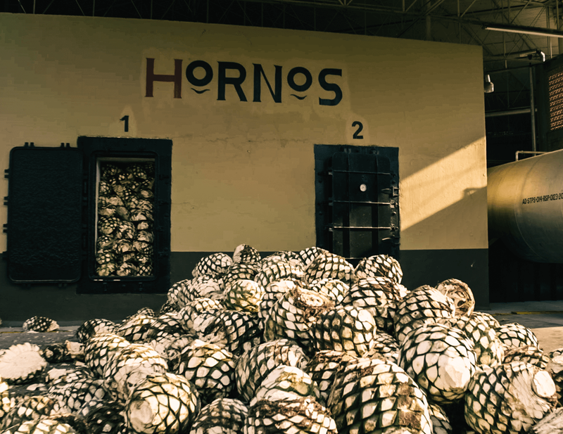 Harvested agave plants are piled up in preparation for distillation. 